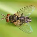 Clausicella floridensis