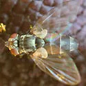 Clausicella geniculata - photo 2