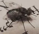 Clausicella geniculata - photo 3