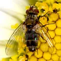 Clausicella geniculata - photo 4