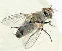 Clausicella opaca