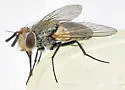 Clausicella opaca - photo 2