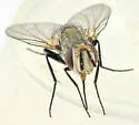 Clausicella opaca - photo 3