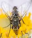 Clausicella opaca - photo 4