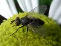Clausicella setigera