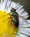 Clausicella setigera - photo 3