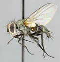 Clausicella turmalis