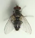 Clausicella turmalis - photo 2