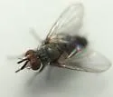 Clausicella turmalis - photo 3