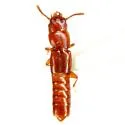 Clavilispinus exiguus