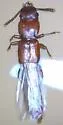 Clavilispinus rufescens - Clavilispinus rufescens