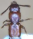 Clavilispinus rufescens - photo 2