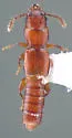 Clavilispinus rufescens - photo 3