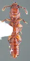 Clavilispinus rufescens - photo 4