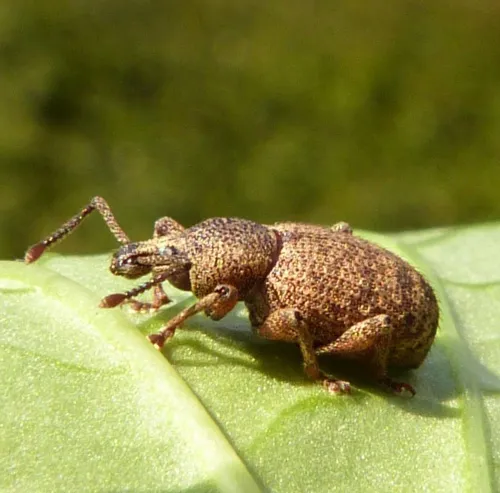 Clay-coloured Weevil - photo 2