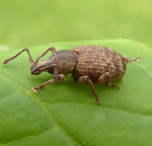 Clay-coloured Weevil - photo 3