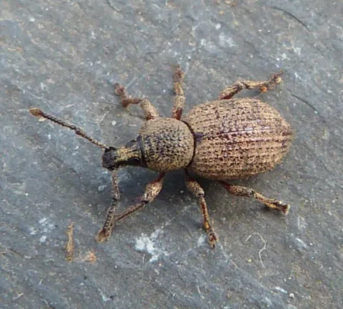 Clay-coloured Weevil - photo 4