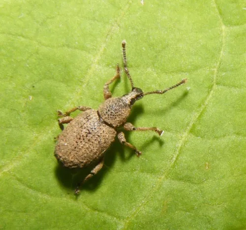 Clay-coloured Weevil - photo 5