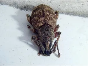 Clay-coloured Weevil - photo 6