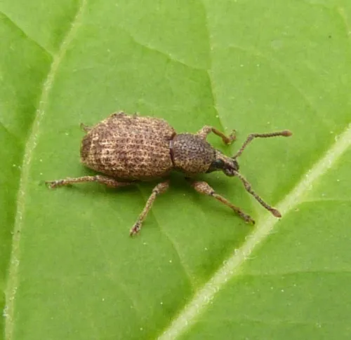 Clay-coloured Weevil - photo 7