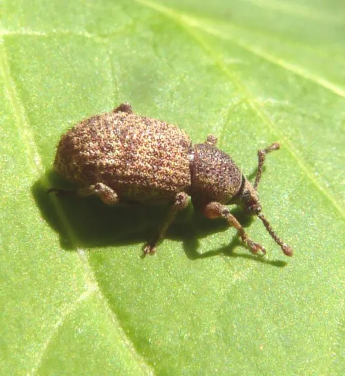 Clay-coloured Weevil - photo 8