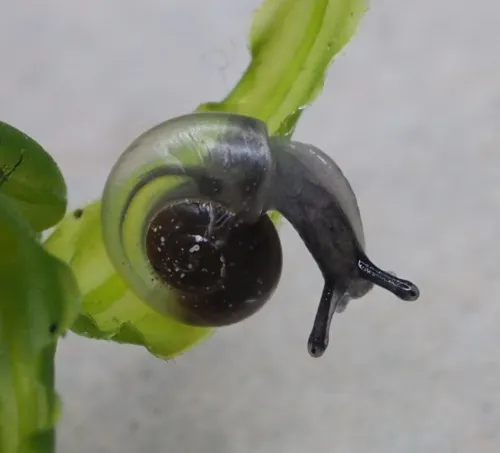 Clear Glass Snail