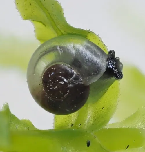 Clear Glass Snail - photo 2