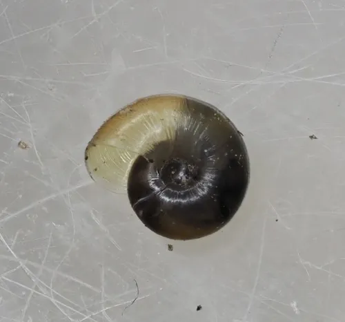 Clear Glass Snail - photo 3