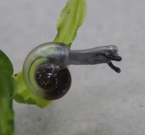 Clear Glass Snail - photo 4