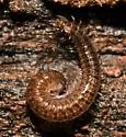 Cleidogona major - photo 2