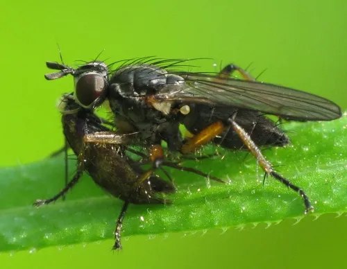 Cleigastra apicalis