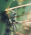 Gray Creosotebush Grasshopper
