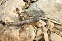 Gray Creosotebush Grasshopper - photo 2