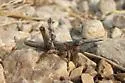 Gray Creosotebush Grasshopper - photo 3