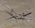 Gray Creosotebush Grasshopper - photo 5