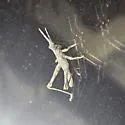 Papago Creosotebush Grasshopper