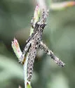 Papago Creosotebush Grasshopper - photo 2