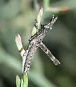Papago Creosotebush Grasshopper - photo 3