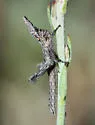 Papago Creosotebush Grasshopper - photo 4