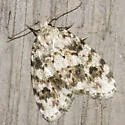 Clemensia ochreata - Hodges#8098.1