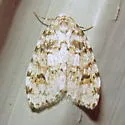 Clemensia ochreata - Hodges#8098.1 - photo 2