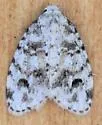 Clemensia ochreata - Hodges#8098.1 - photo 4