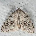 Clemensia umbrata - Hodges#8098.2