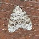 Clemensia umbrata - Hodges#8098.2 - photo 2
