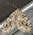 Clemensia umbrata - Hodges#8098.2 - photo 3