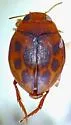 Clemnius acaroides