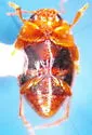 Clemnius laccophilinus - photo 2