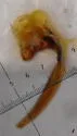 Clemnius laccophilinus - photo 3