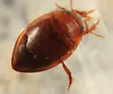 Clemnius sylvanus