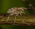 Large Thistle Weevil - photo 2